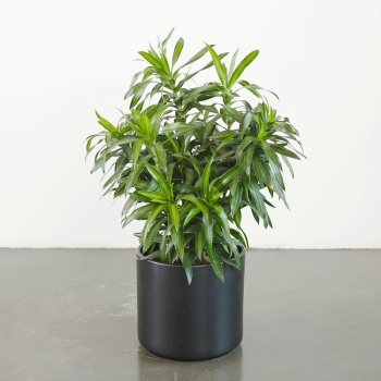 Cây trúc bách hợp nhỏ